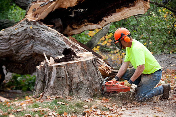 How Our Tree Care Process Works  in  Franklin Farm, VA