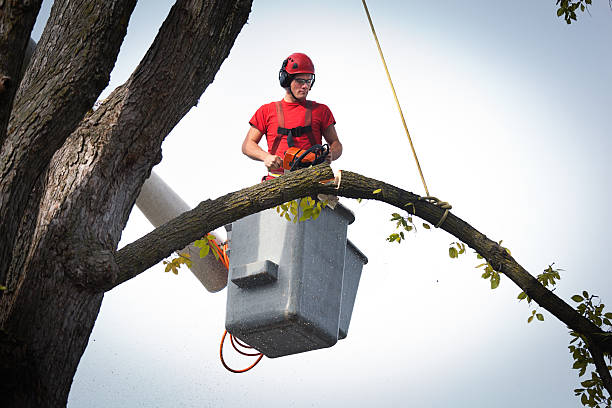 Best Commercial Tree Services  in Franklin Farm, VA