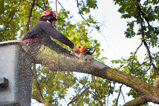 Best Tree Mulching  in Franklin Farm, VA